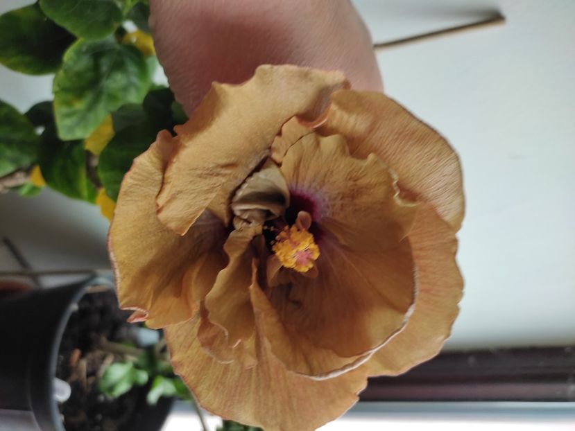 - Hibiscus 4