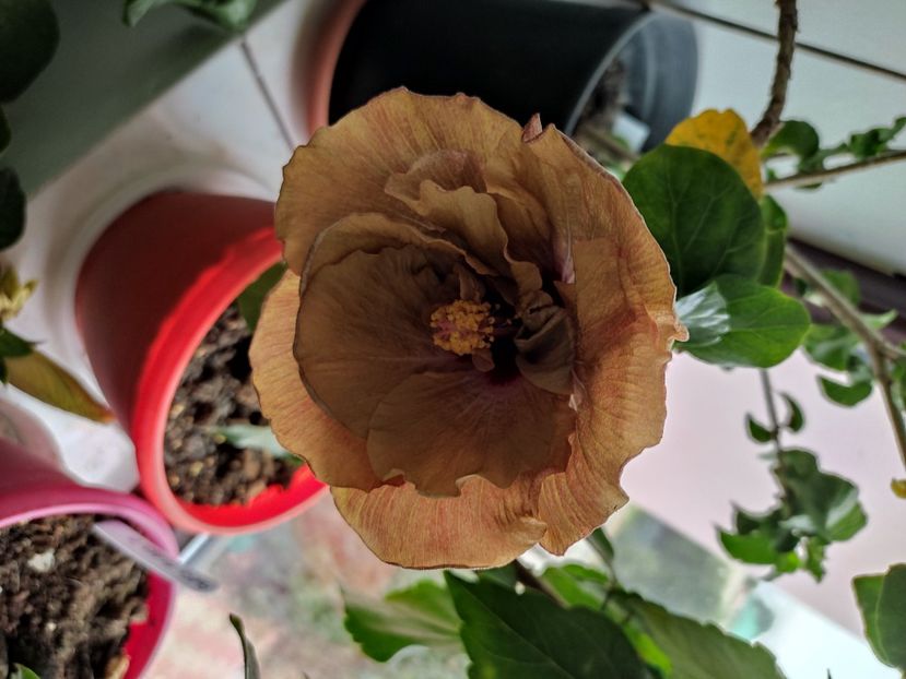  - Hibiscus 4