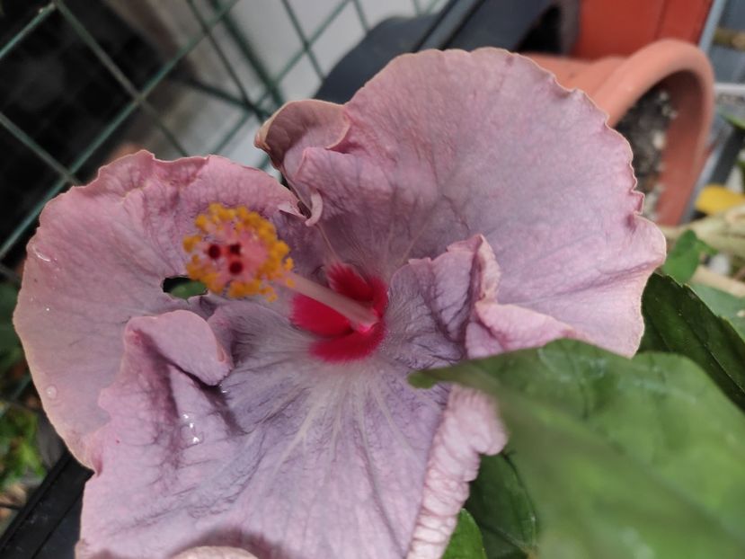 - Hibiscus 4