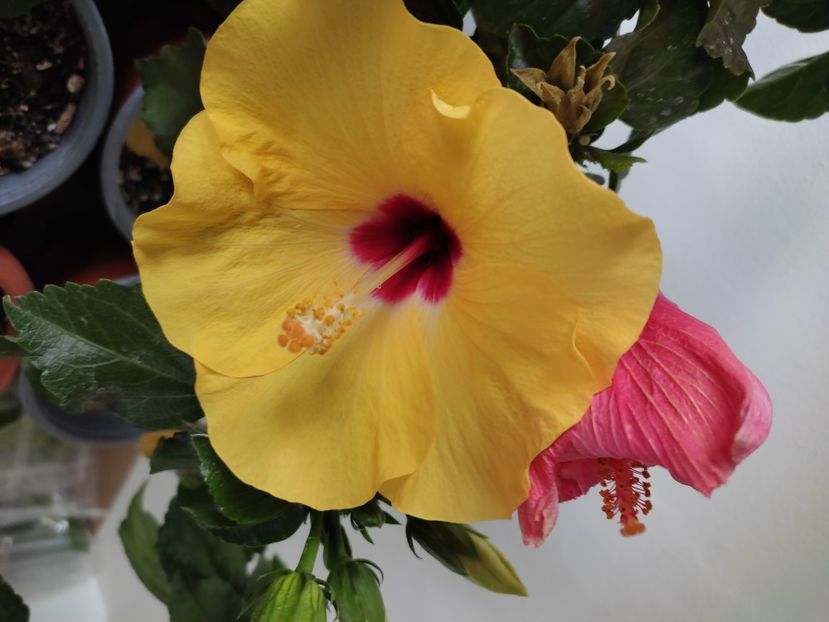 - Hibiscus 4