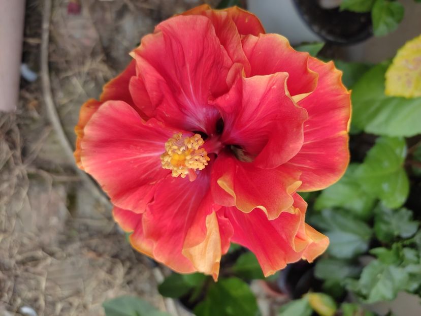  - Hibiscus 4