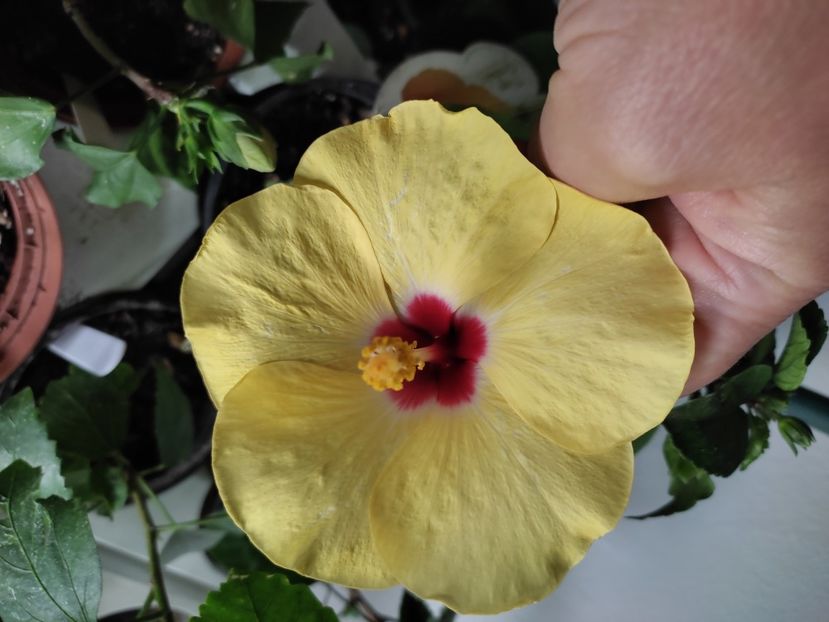  - Hibiscus 4