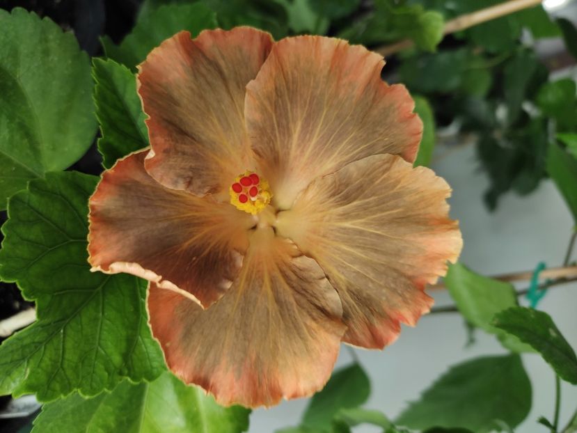  - Hibiscus 4