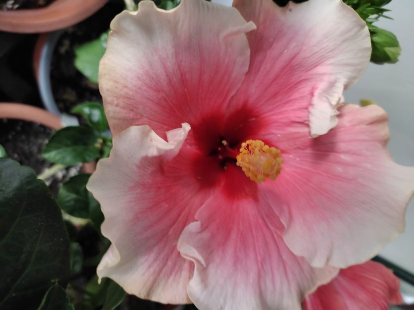  - Hibiscus 4