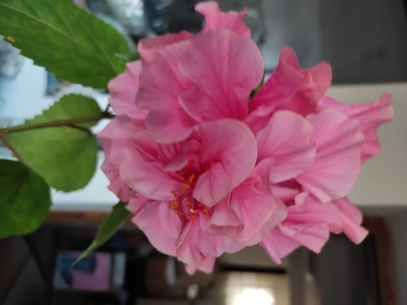  - Hibiscus 4