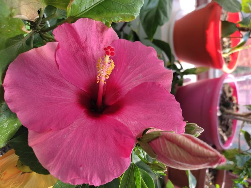  - Hibiscus 4