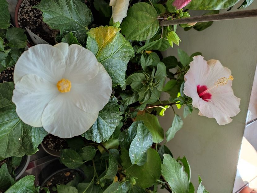  - Hibiscus 4