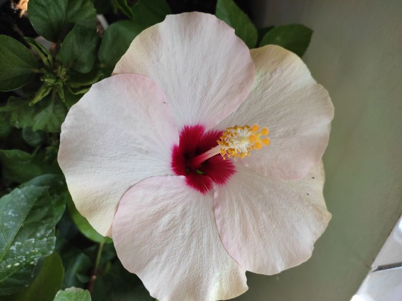  - Hibiscus 4
