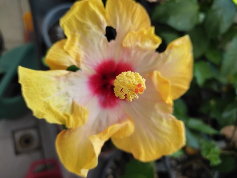  - Hibiscus 4