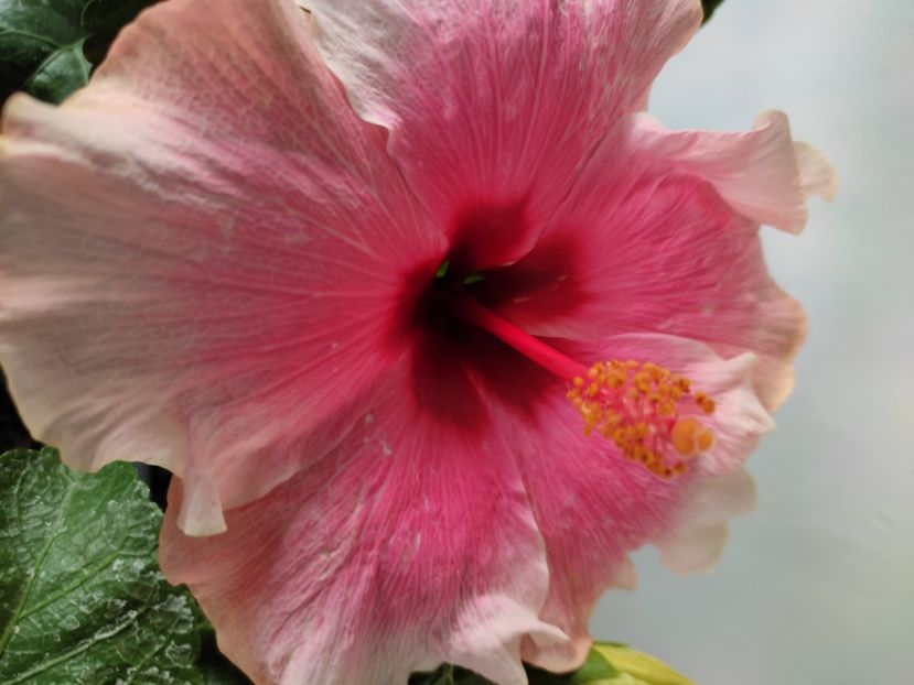  - Hibiscus 4