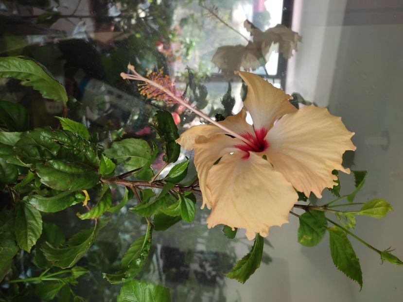  - Hibiscus 4