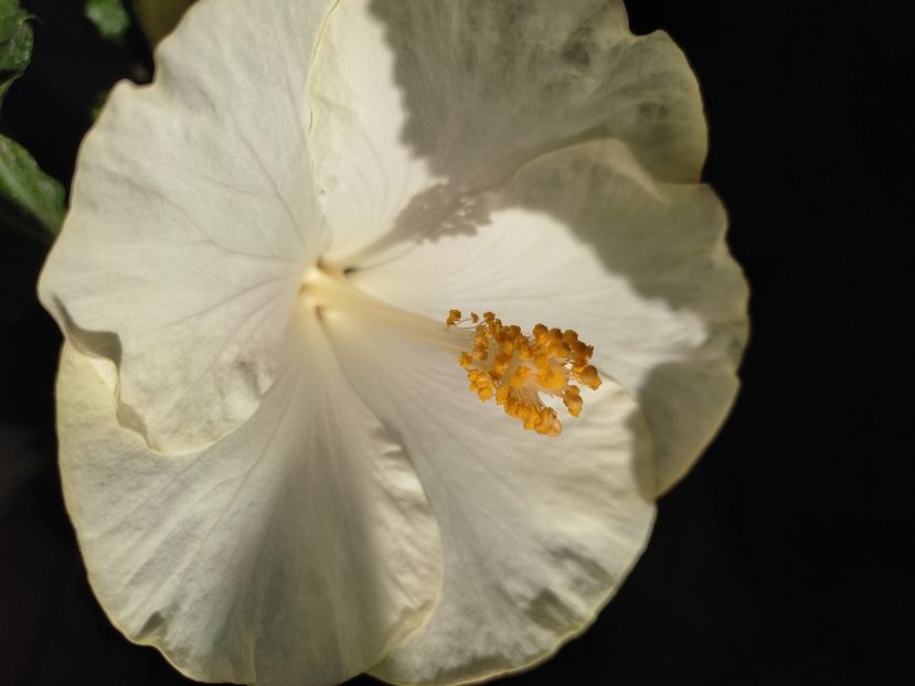  - Hibiscus 4