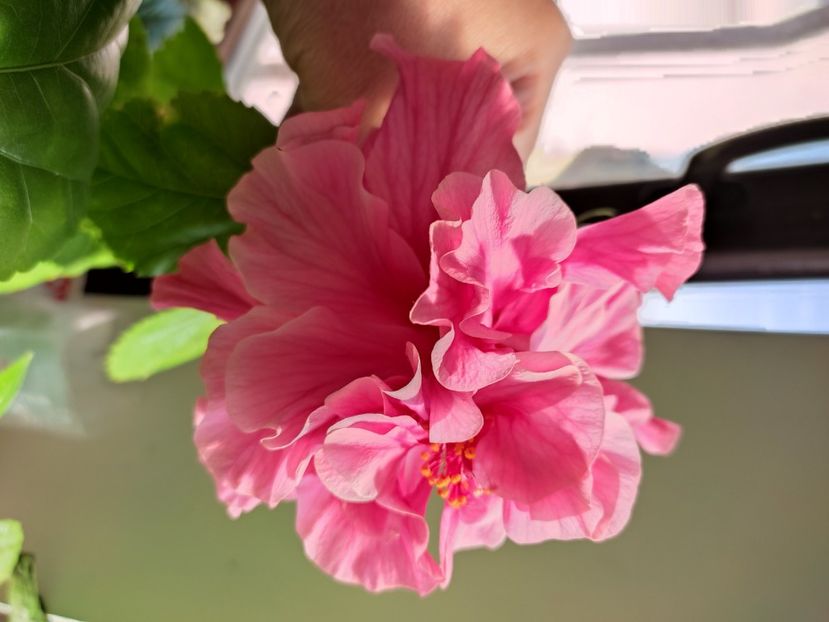  - Hibiscus 4