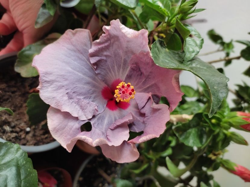  - Hibiscus 4