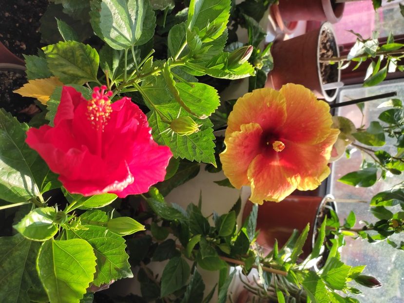  - Hibiscus 4