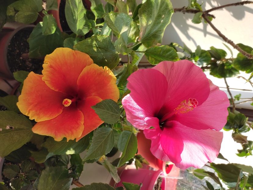  - Hibiscus 4