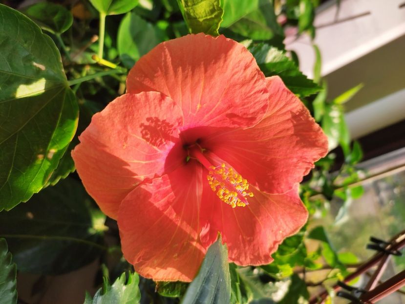  - Hibiscus 4