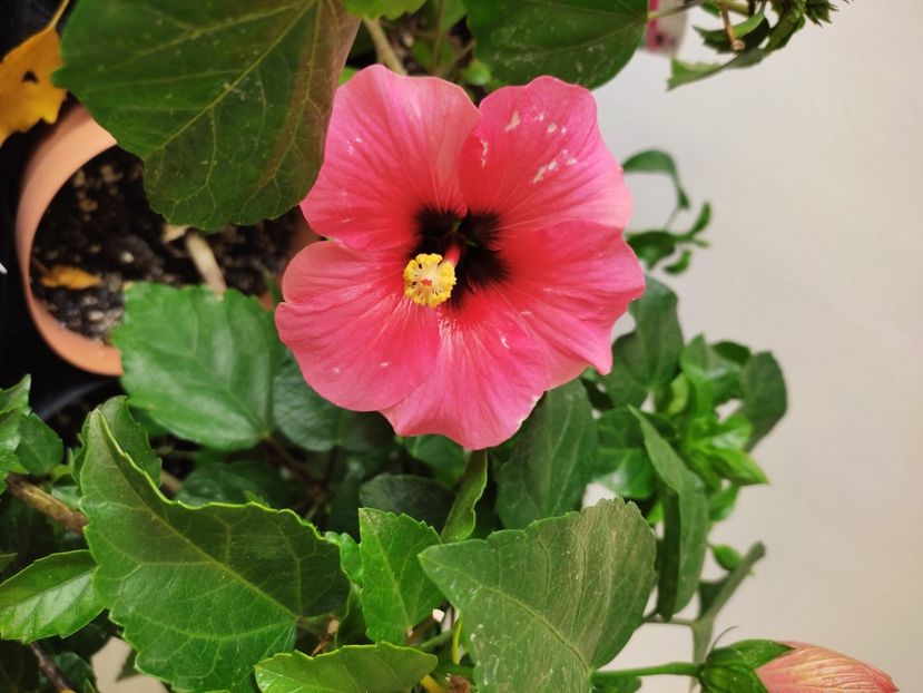  - Hibiscus 4