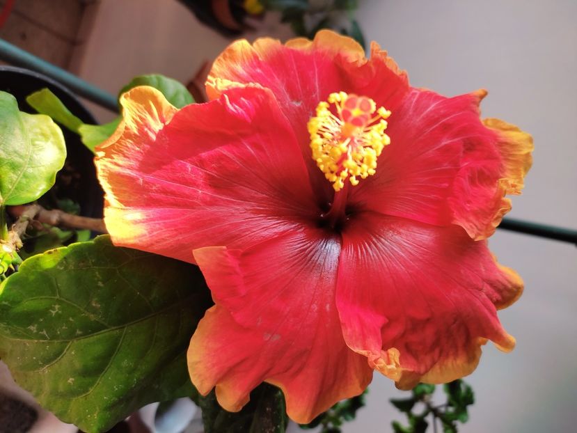 - Hibiscus 4