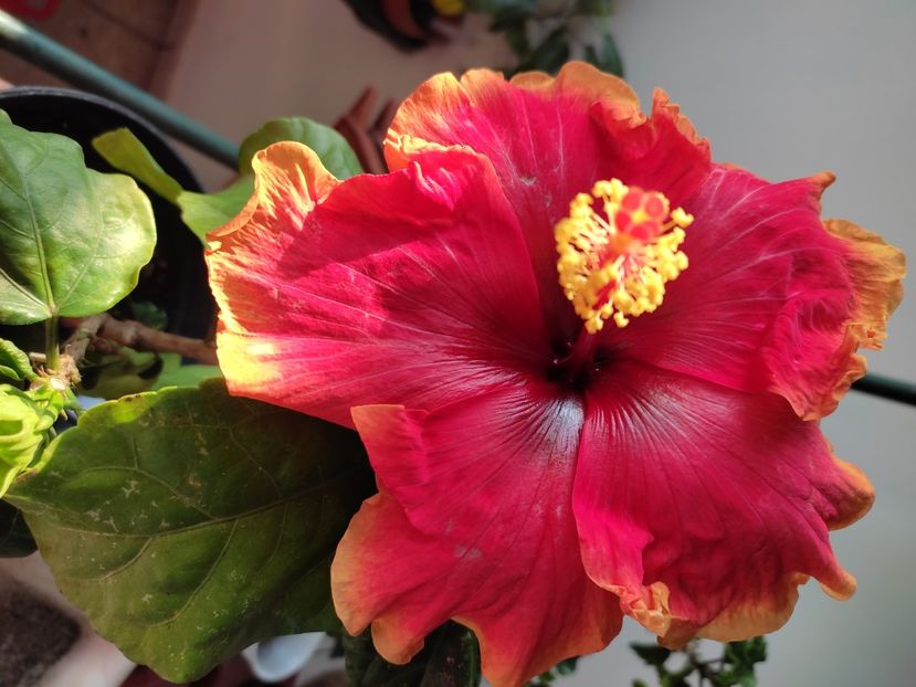  - Hibiscus 4
