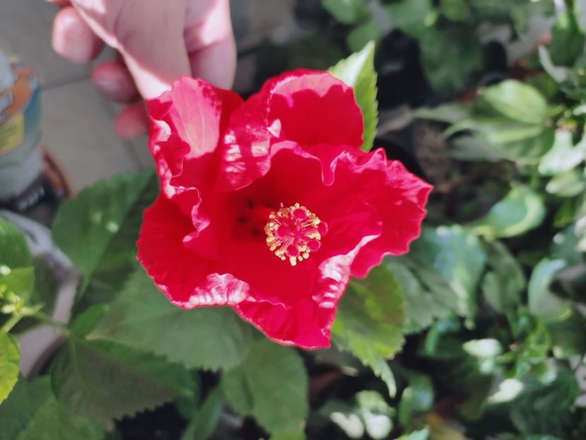  - Hibiscus 4