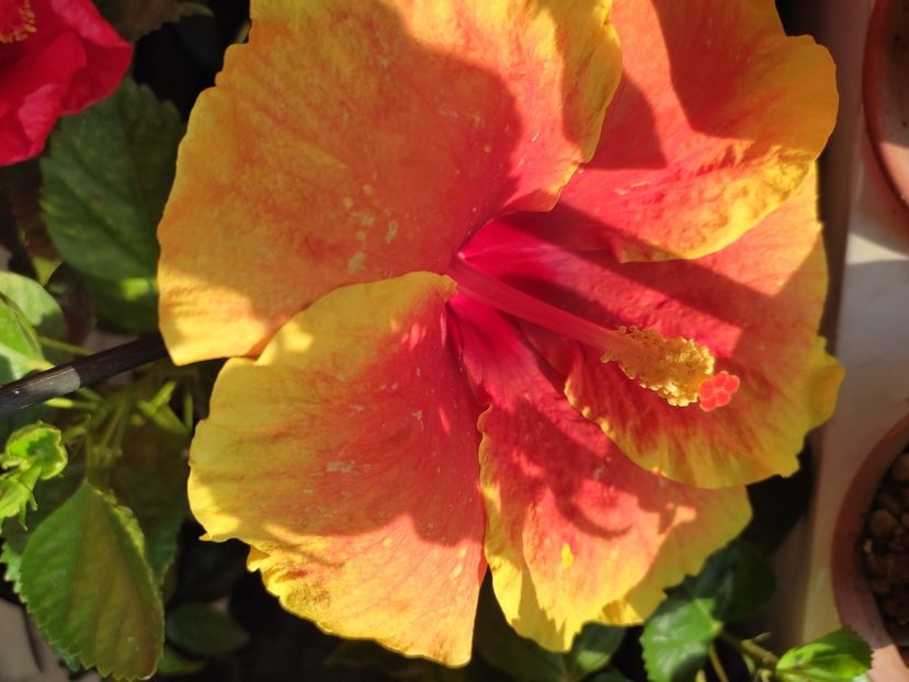  - Hibiscus 4