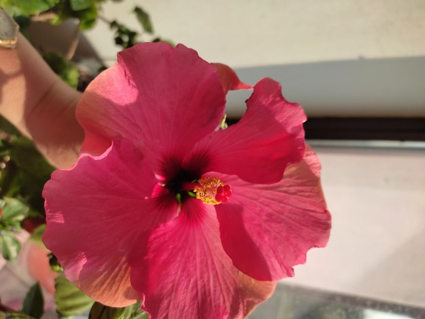  - Hibiscus 4