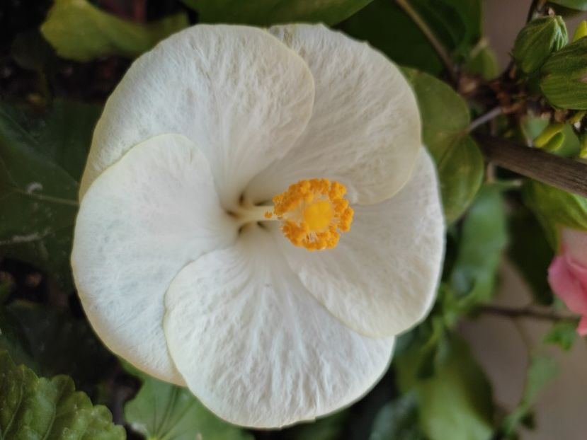  - Hibiscus 4