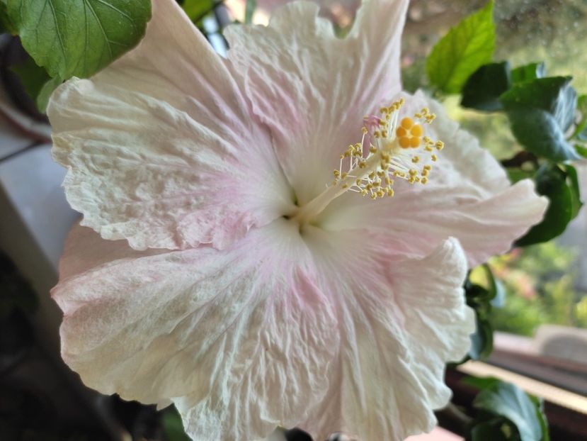  - Hibiscus 4