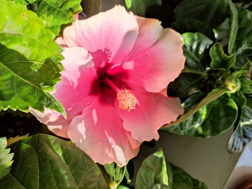  - Hibiscus 4