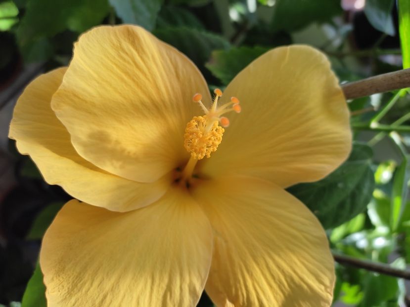  - Hibiscus 4