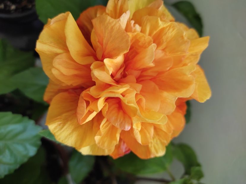  - Hibiscus 4