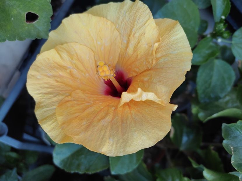  - Hibiscus 4