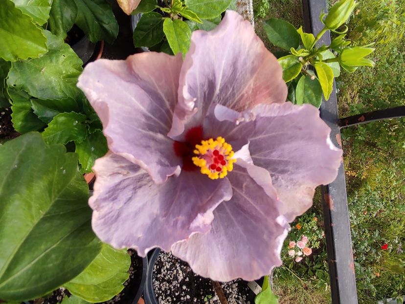  - Hibiscus 4