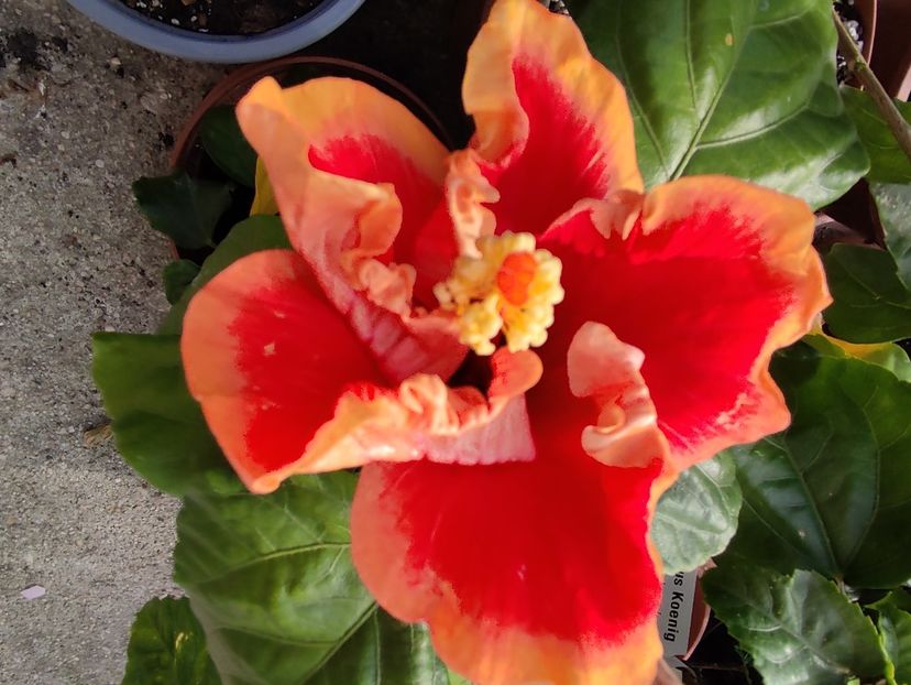 - Hibiscus 4