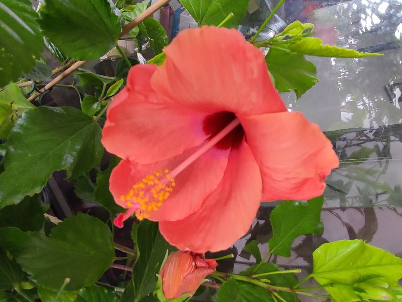  - Hibiscus 4