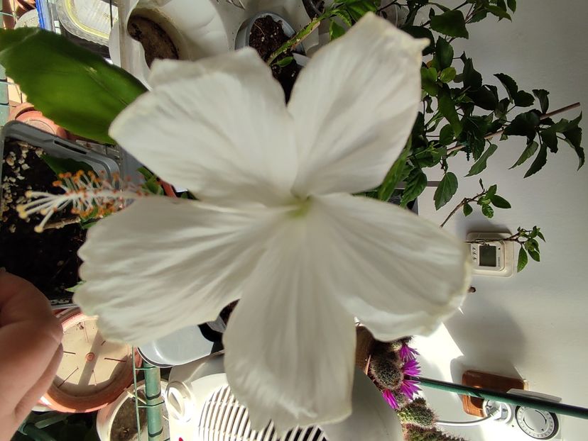  - Hibiscus 4