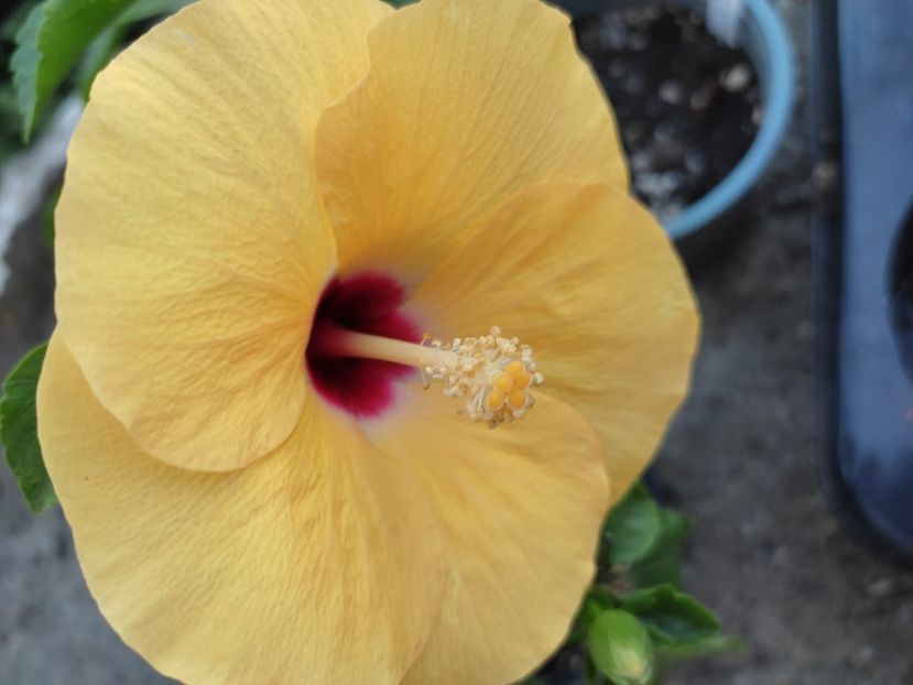  - Hibiscus 4