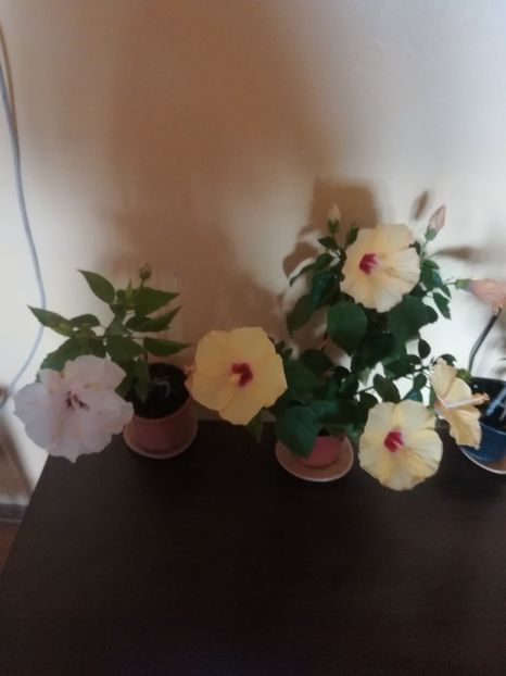  - Hibiscus 2021