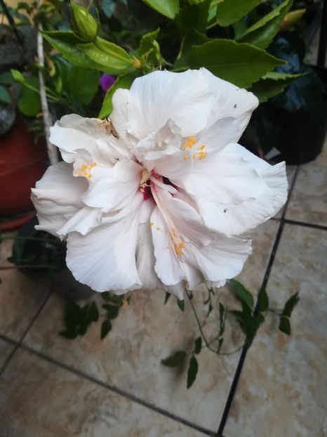  - Hibiscus 2021