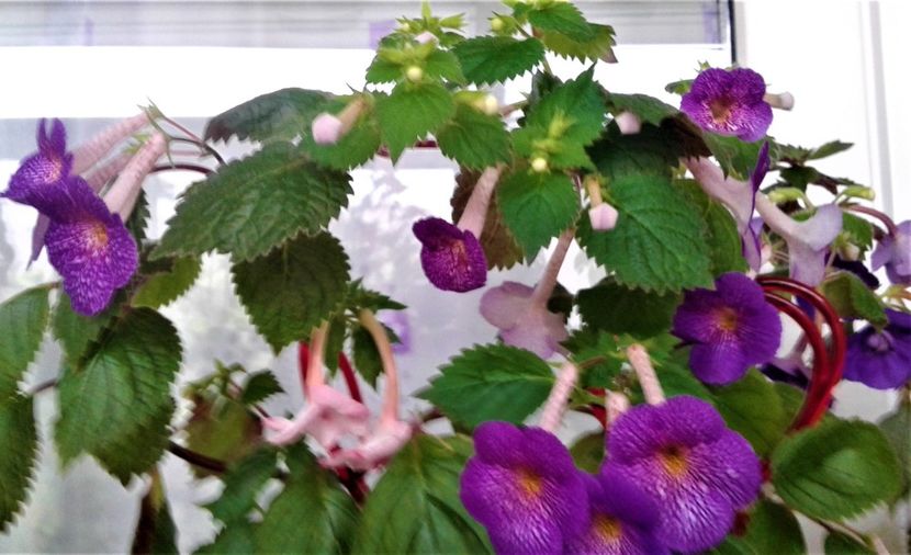  - Foarte multe varietatii inca nu au inflorit