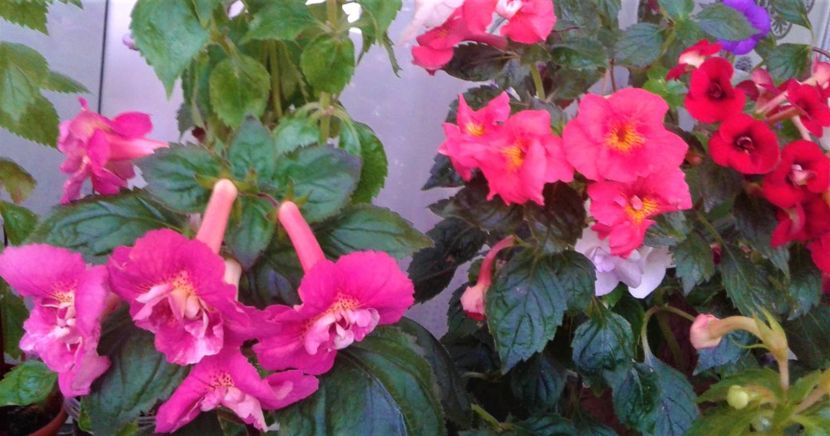  - Foarte multe varietatii inca nu au inflorit