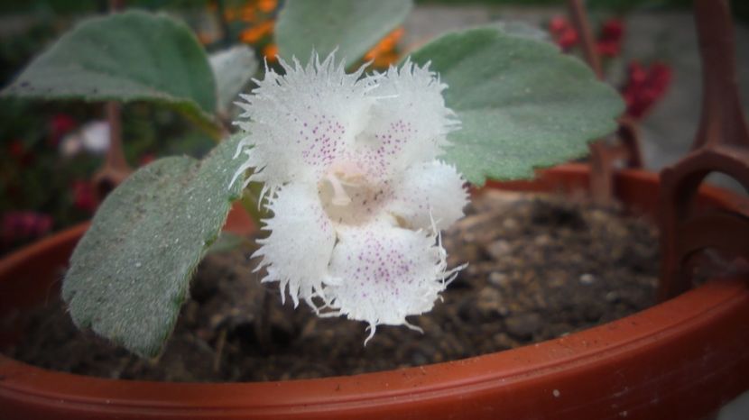 Cu frunzutele sifonate, dupa un salt rapid... - Sclipiri 2021