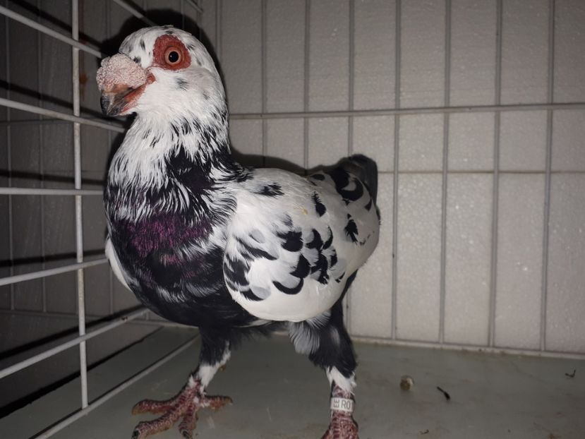 M - K1 _ tineret 2021