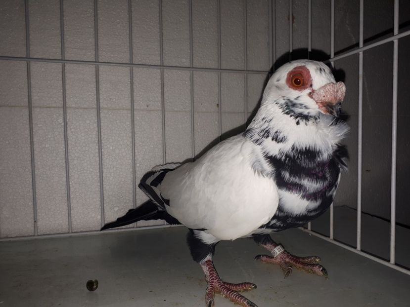 F - K1 _ tineret 2021