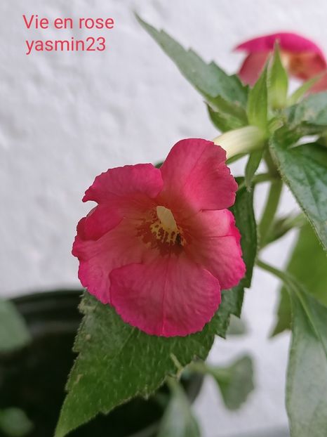 28.09.2021 - Achimenes 2021