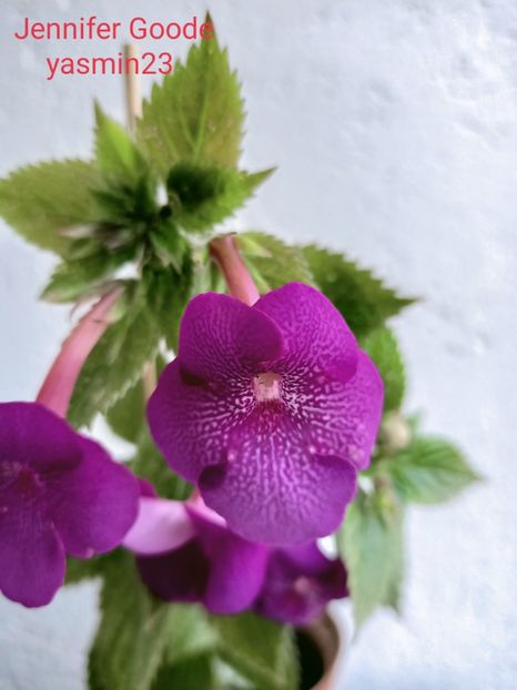 28.09.2021 - Jennifer Goode