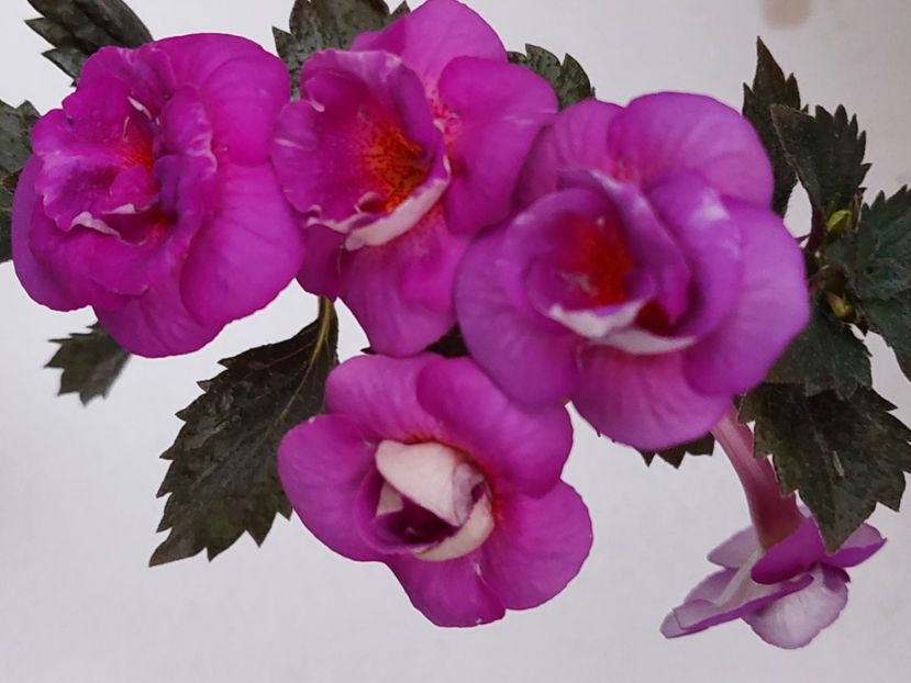  - PURPLE MYSTERY