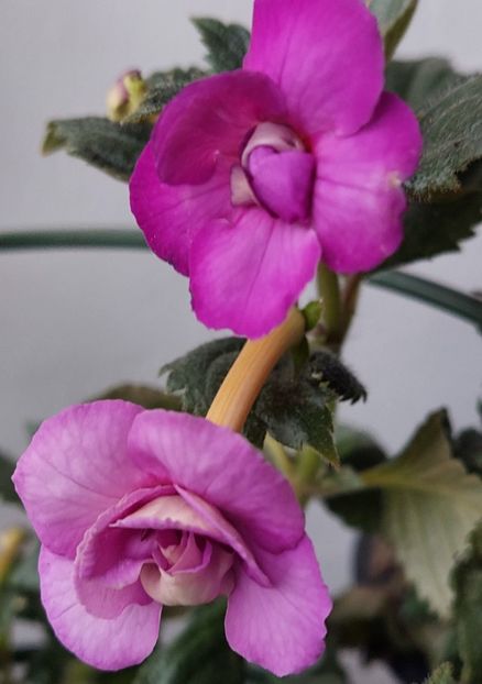 LAVENDER FIZZ - AAA RIZOMI ACHIMENES DISPONIBILI -2023