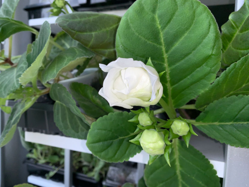  - Gloxinia 2021